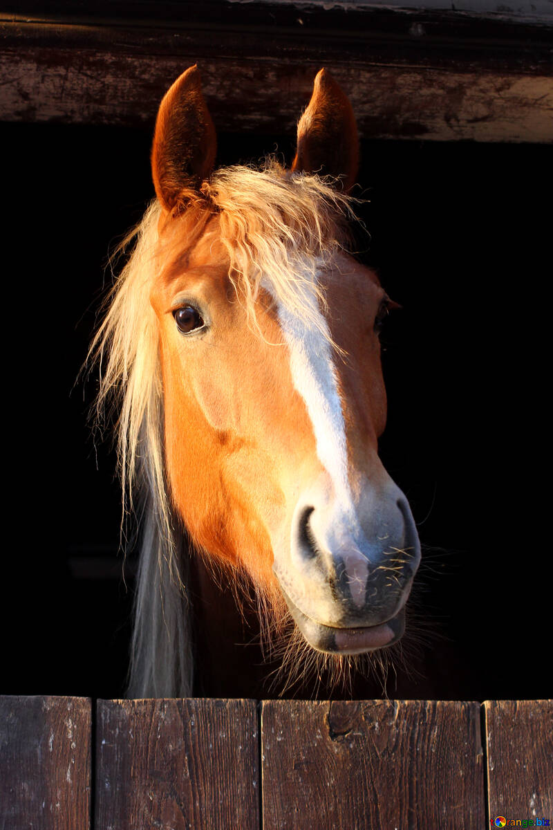 eine Nahaufnahme eines Pferdes, das in die Kamera schaut №56089