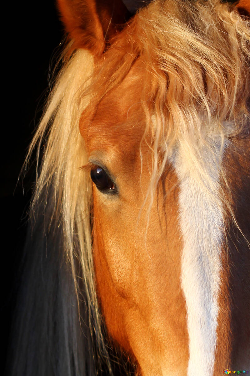 Голова коня коричневого кольору №56084