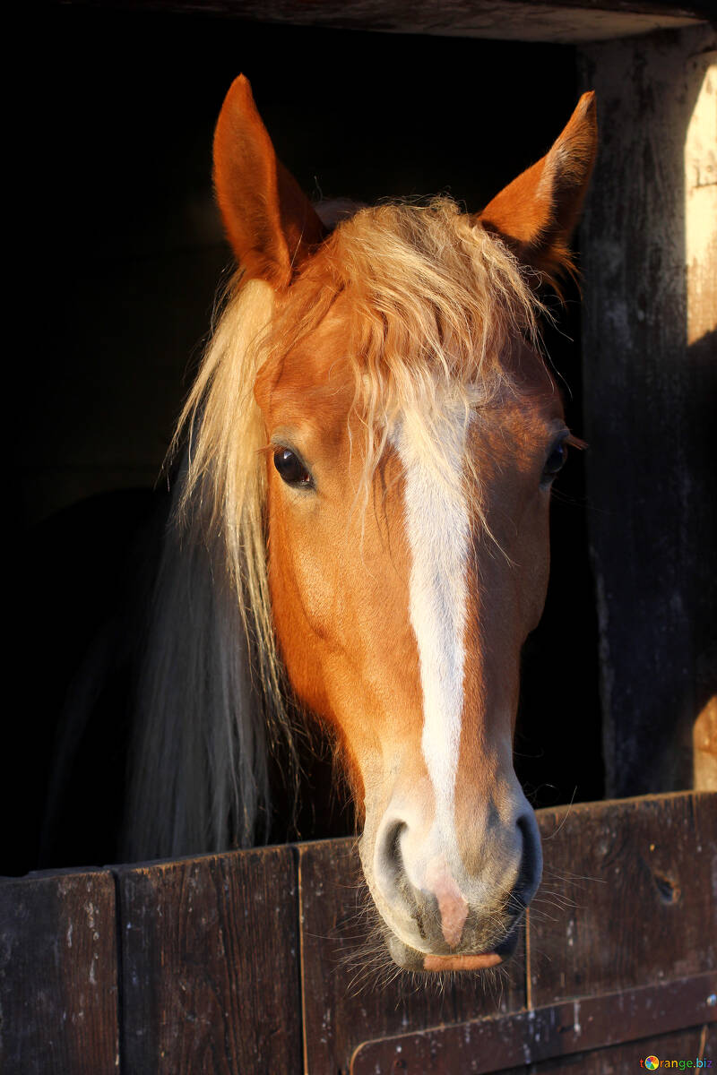 Horse Face №56085