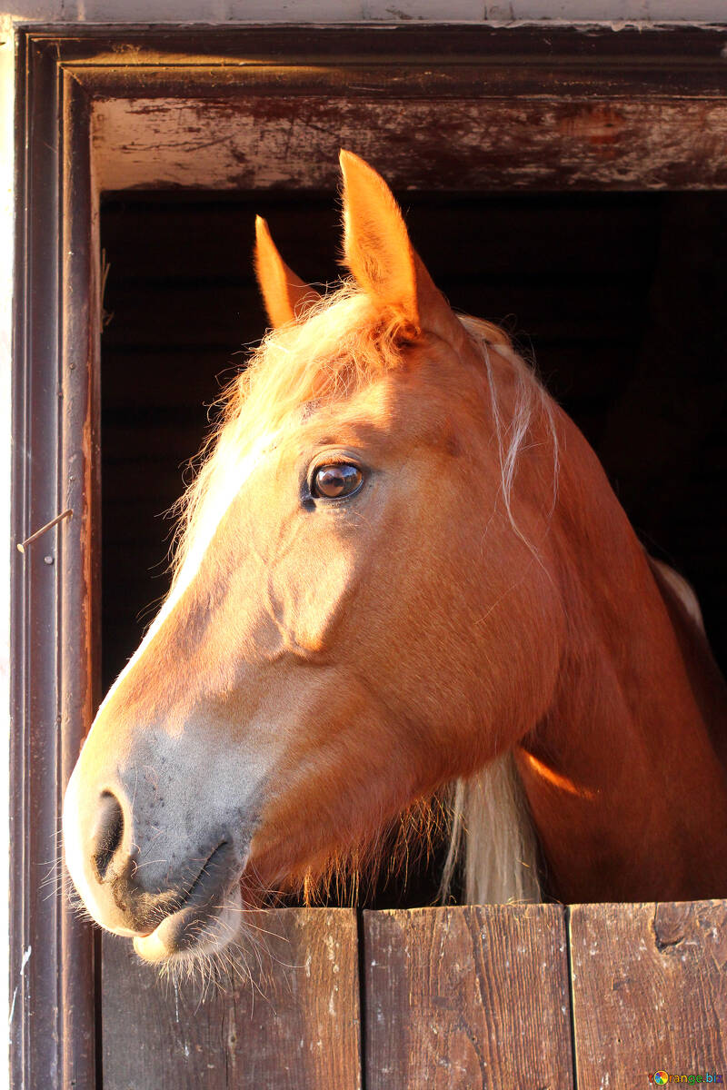 Un cavallo in una stalla №56087