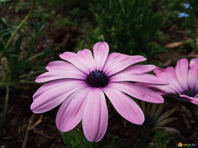 Flor baja de equinocea №56529