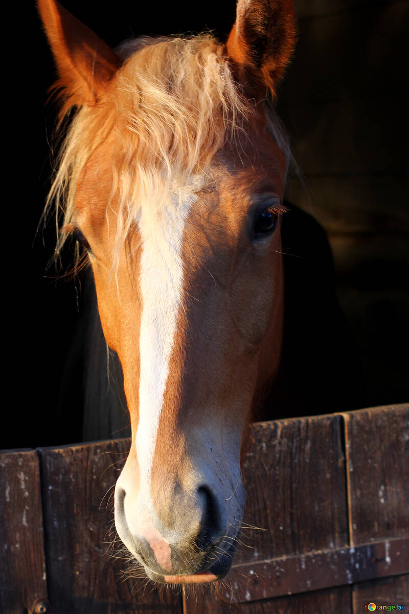 Majestic Chestnut Horse Portrait in Rustic Stall Light №56086