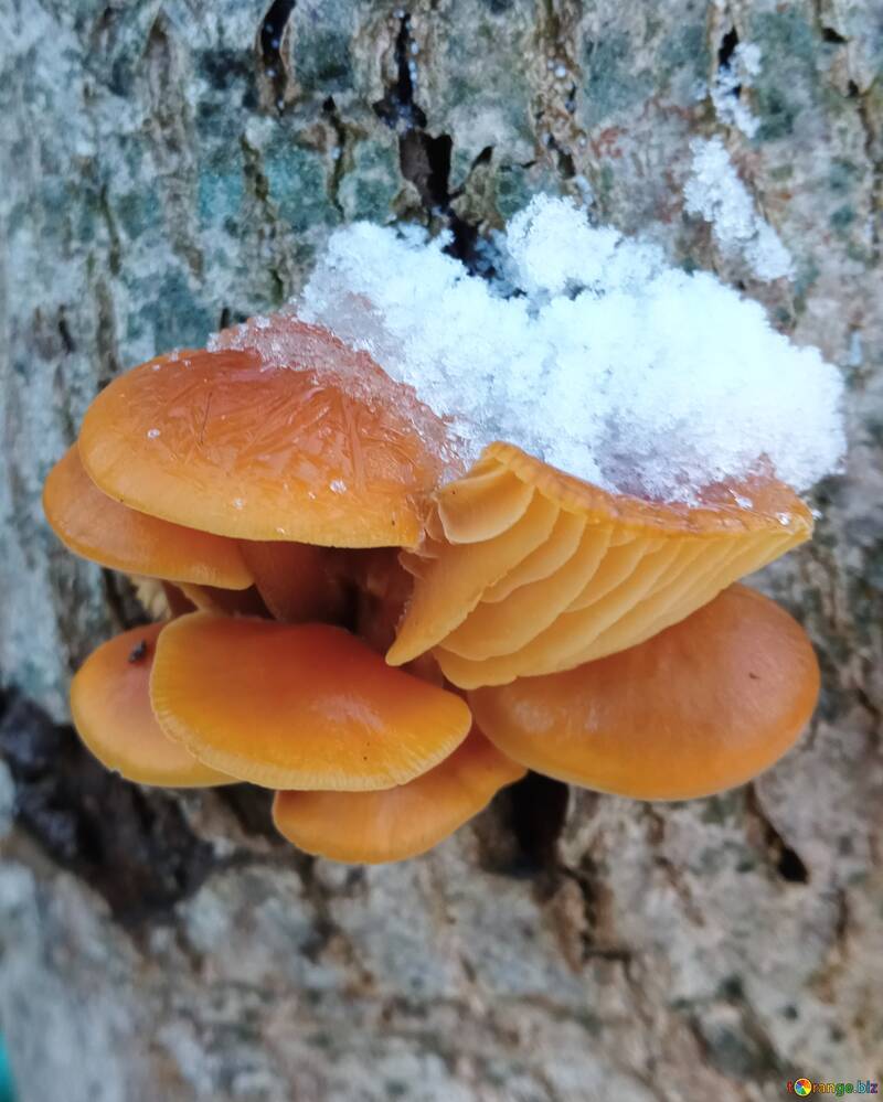 Mushrooms under the snow  №56657