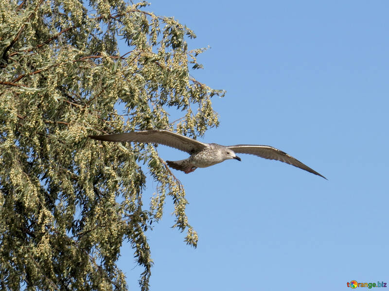 Uccello in cielo con albero in background №56160