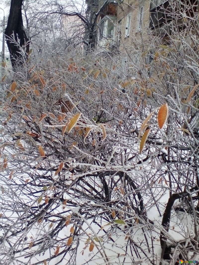 La neve nell`albero dei boschi lascia la foresta №56149