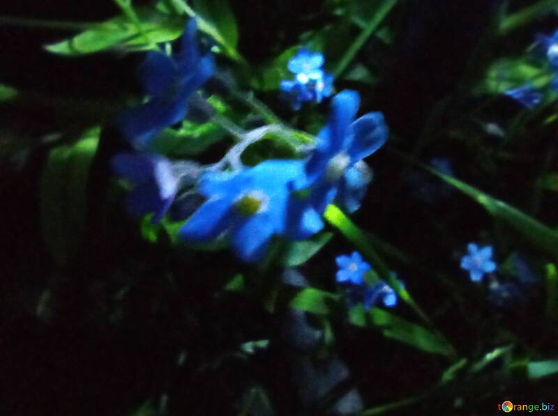 Flores nocturnas: flores azules iluminadas en la oscuridad №56539