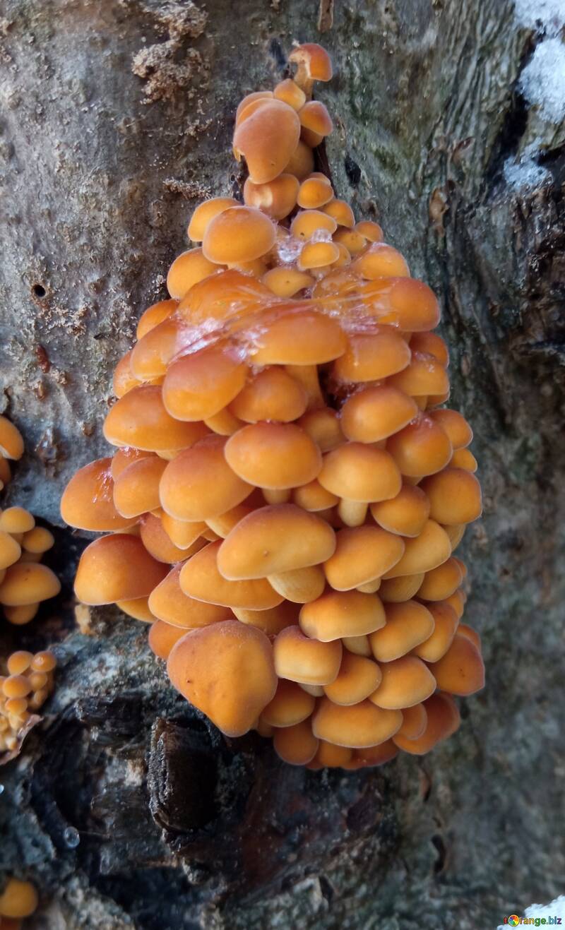 Orange mushrooms on stumps in winter №56659
