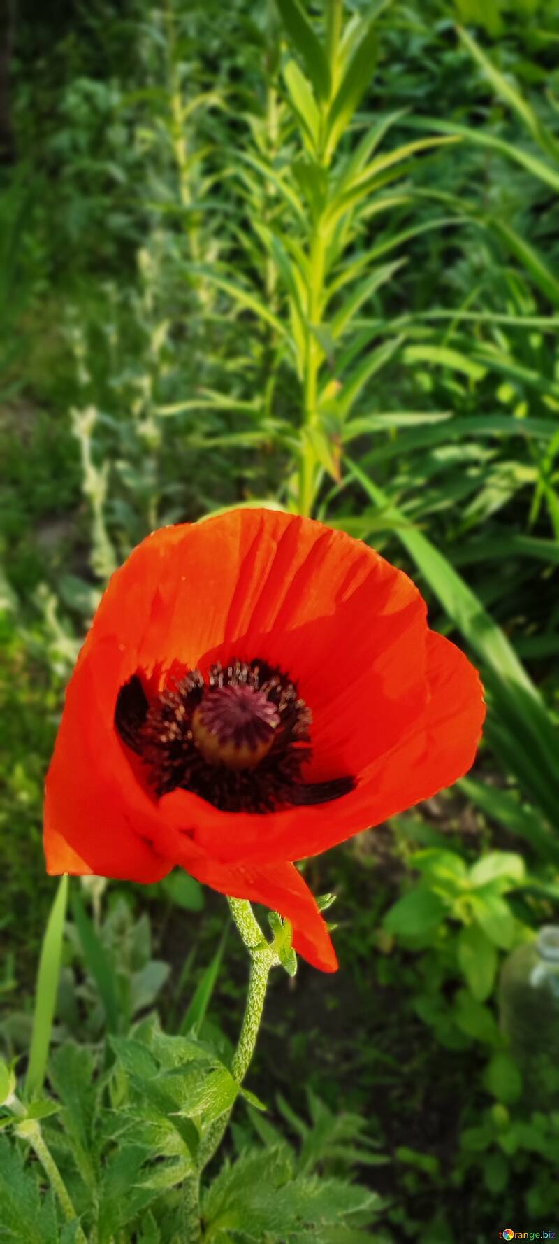 Poppy flower №56743