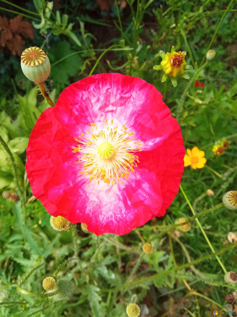 Poppy flower close up  №56596