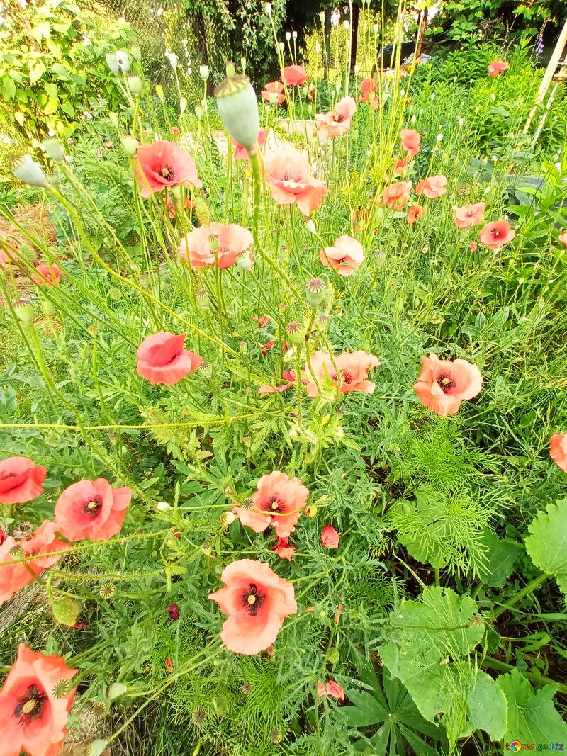 Flores de amapola en la hierba  №56586