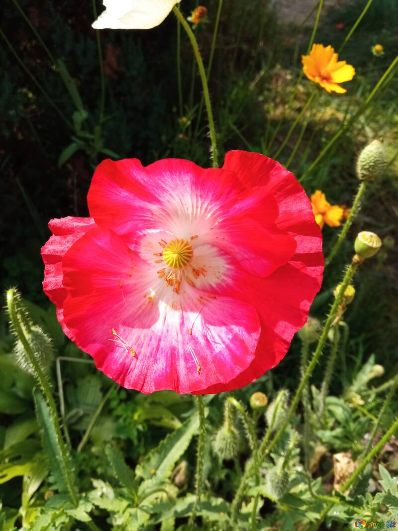 Poppy in the garden №56594