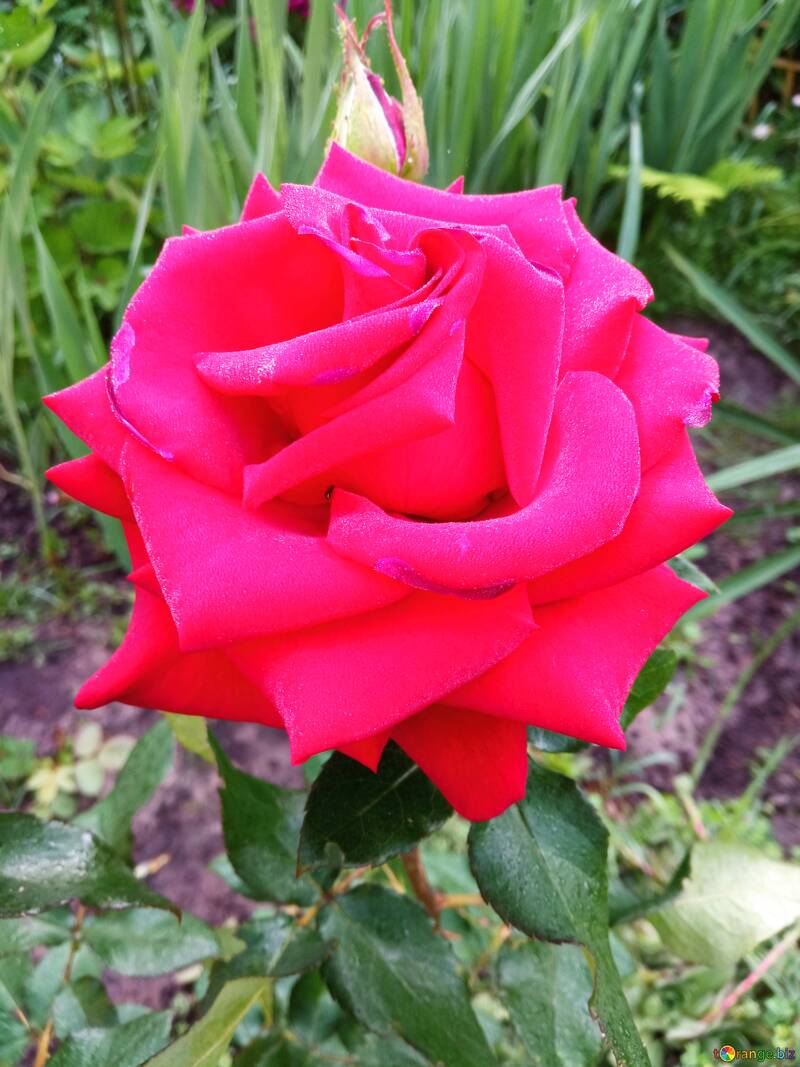 Rose bleue rouge №56566