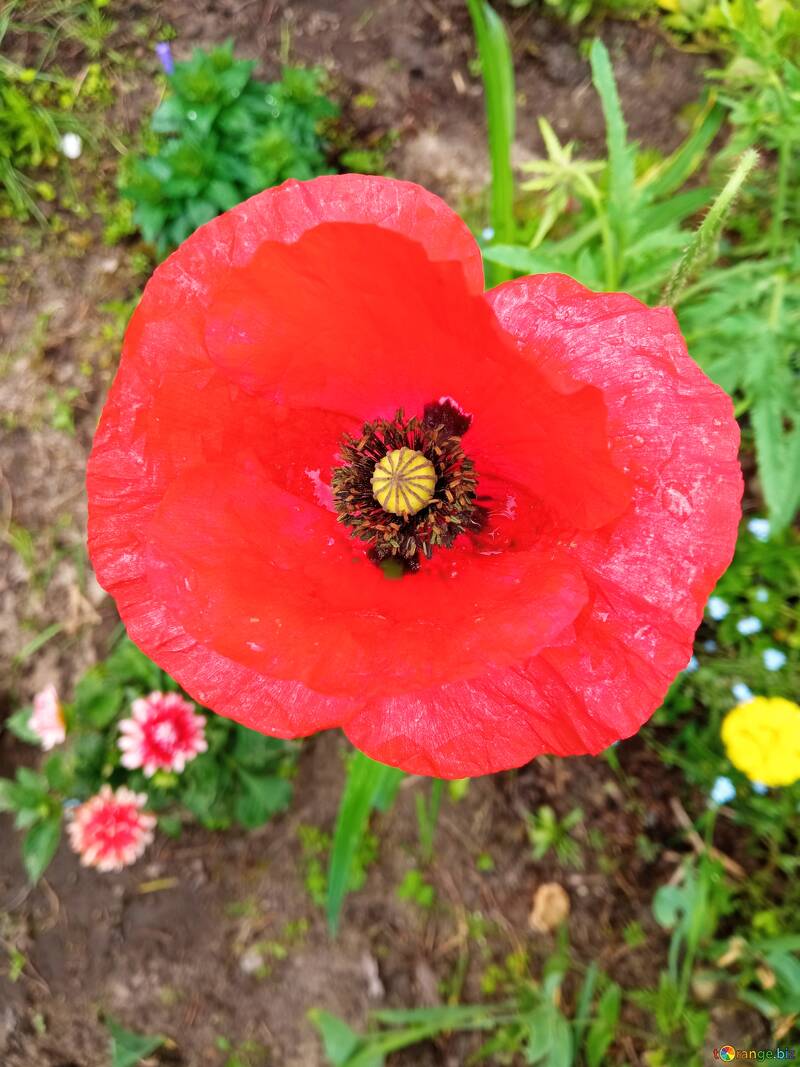 Red poppy №56554