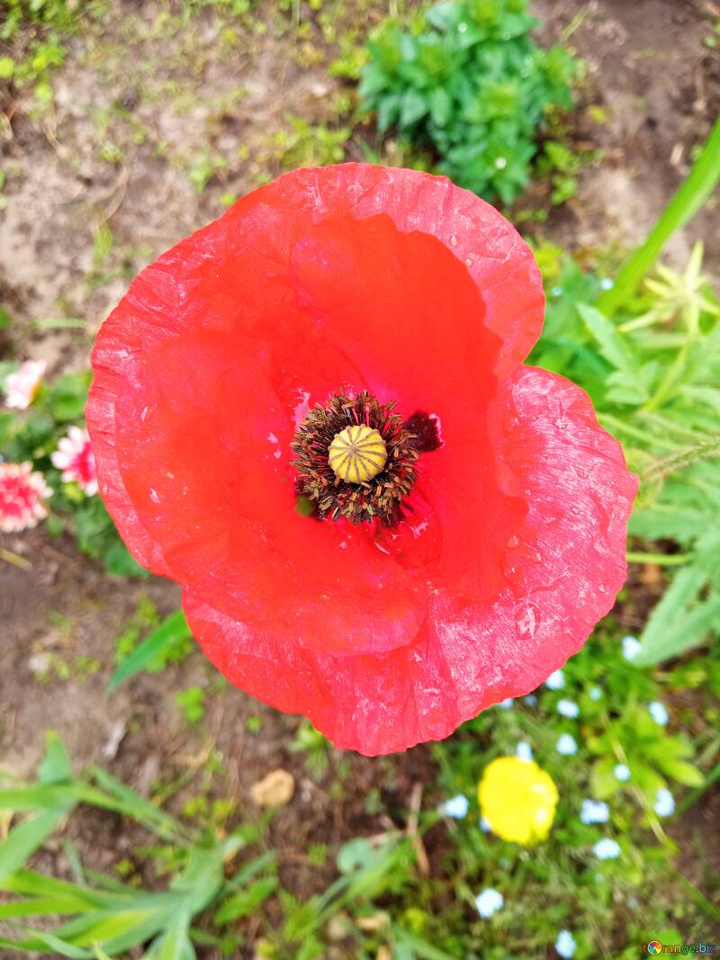 Red poppy flower  №56555