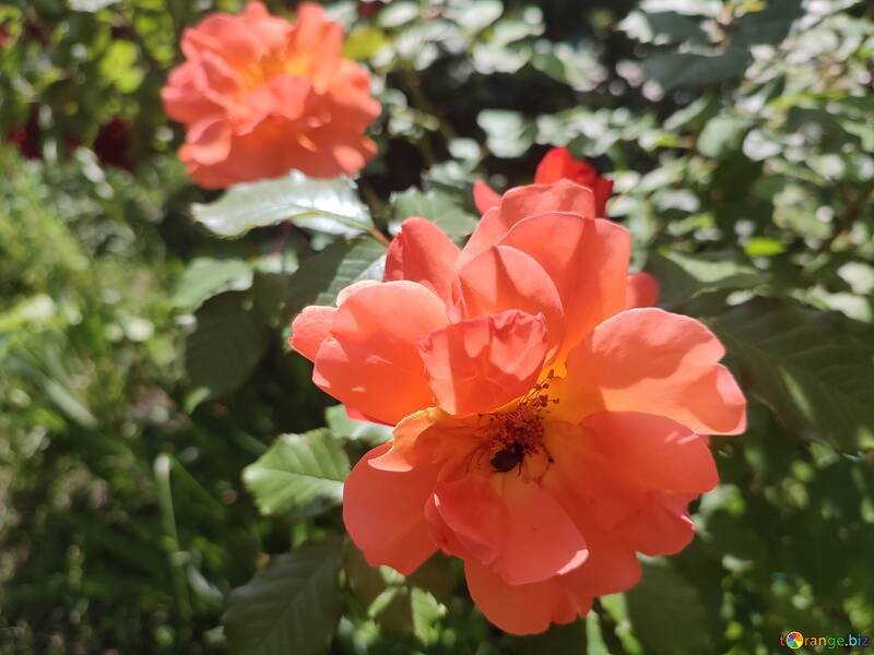 Rosa roja en un arbusto №56460