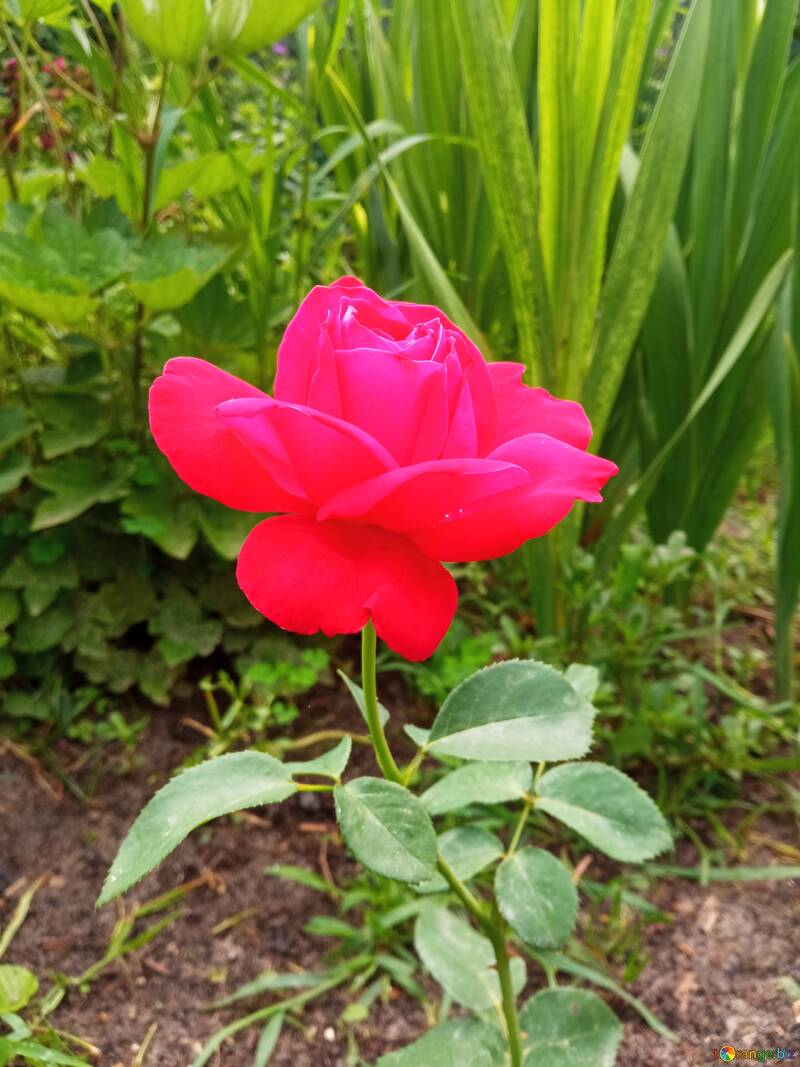 Rose flower in the garden  №56597