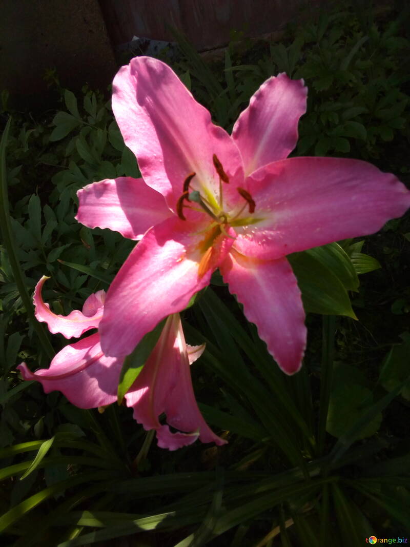 Pink lily №56402