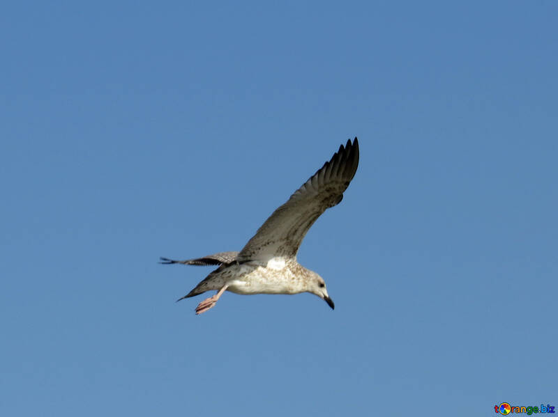 A flying seagul bird №56161