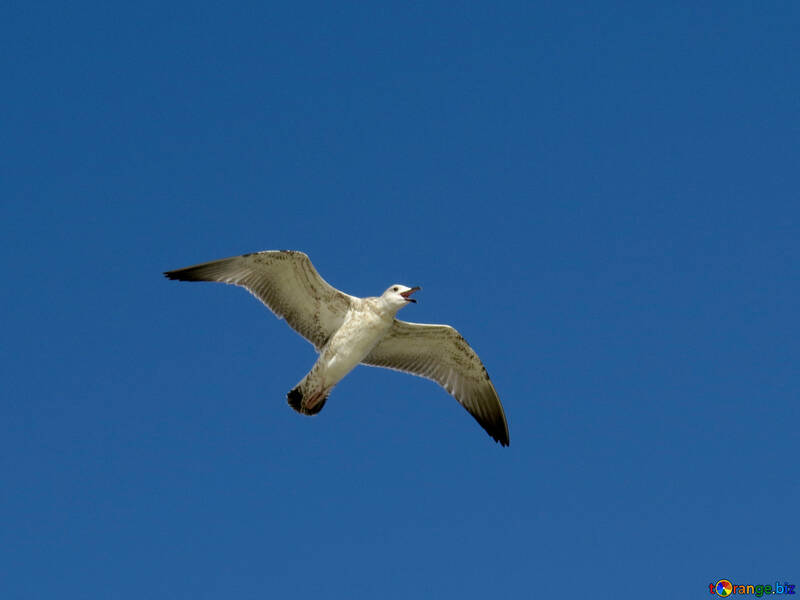 Seabird sky european herring gull №56152