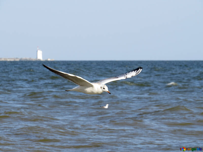 seagull bird on water №56169