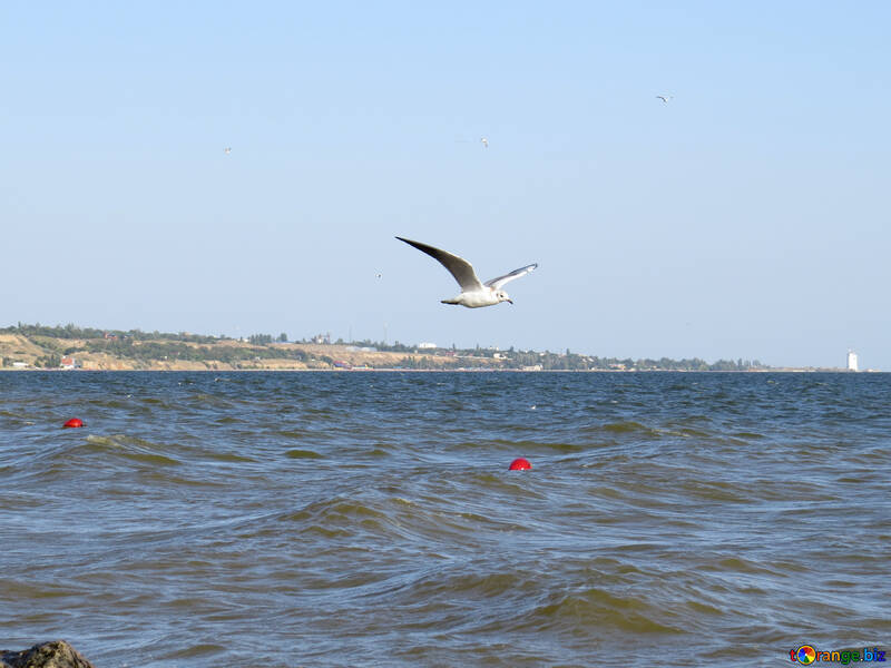 Gaviota volando sobre el océano usa esta imagen en un video realizado sobre un viaje a la playa №56172