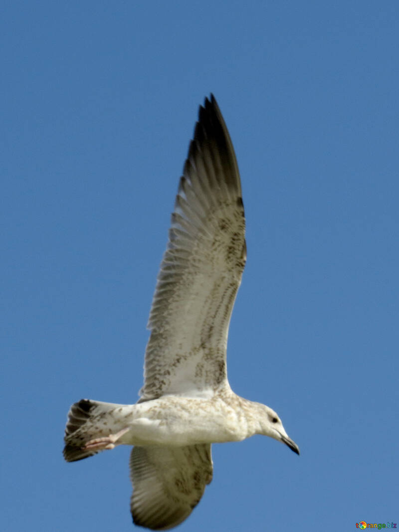seagull bird fly №56163