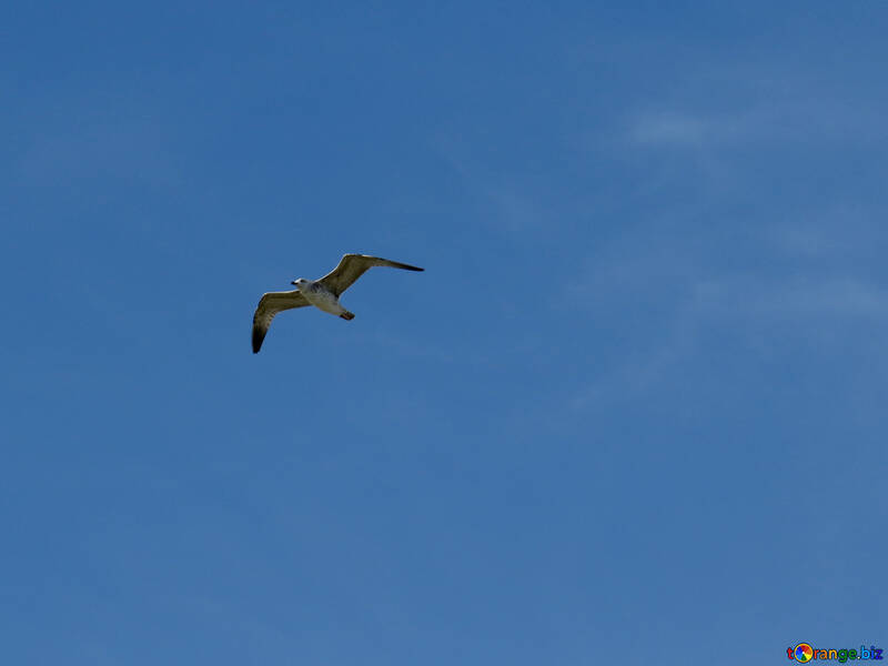 Чайка летить птах і небо №56164