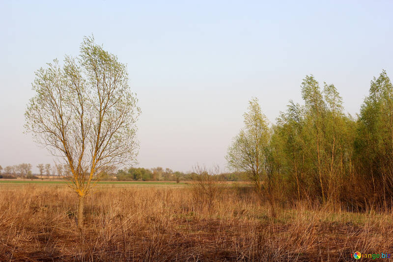 Paisaje sereno con árboles verdes exuberantes y césped dorado №56071