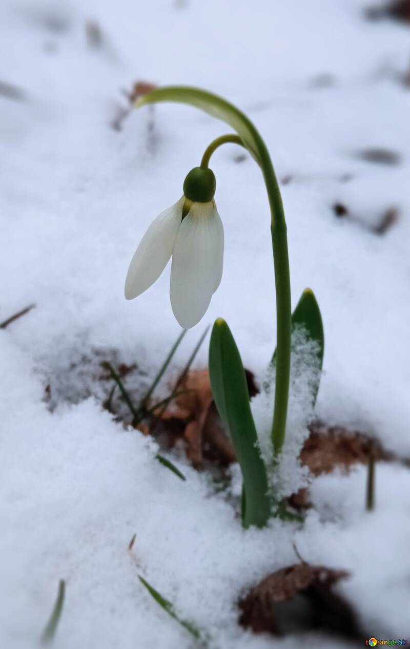 Una sola flor de campanilla de invierno que emerge del suelo nevado en invierno №56726