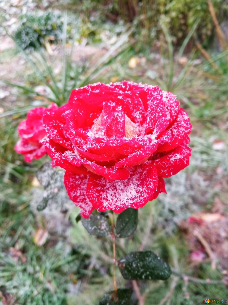 Rose rouge recouverte de neige dans un jardin d'hiver : la beauté de la nature en contraste №56436