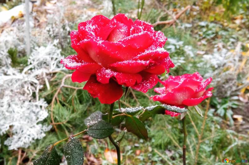 Des roses rouges recouvertes de neige dans un jardin d'hiver №56441