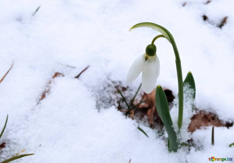 snow flower  №56725