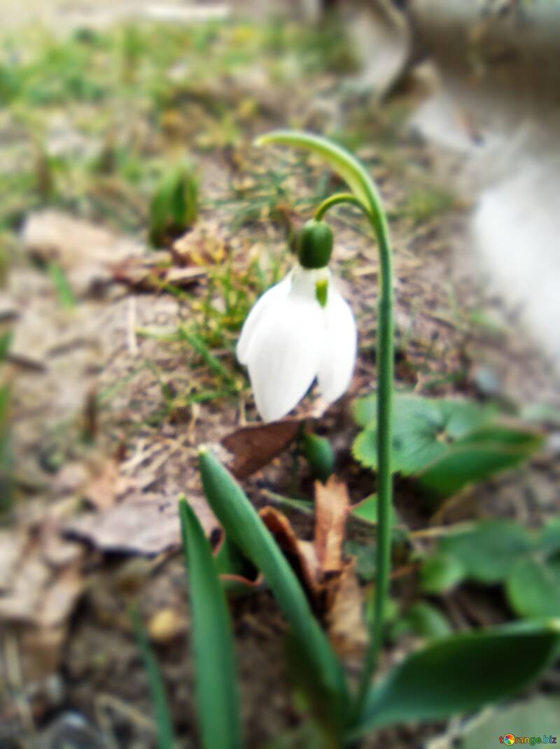 Snowdrop flower in the ground №56481