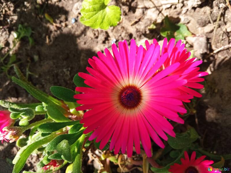 Flor brillante de primavera  №56552