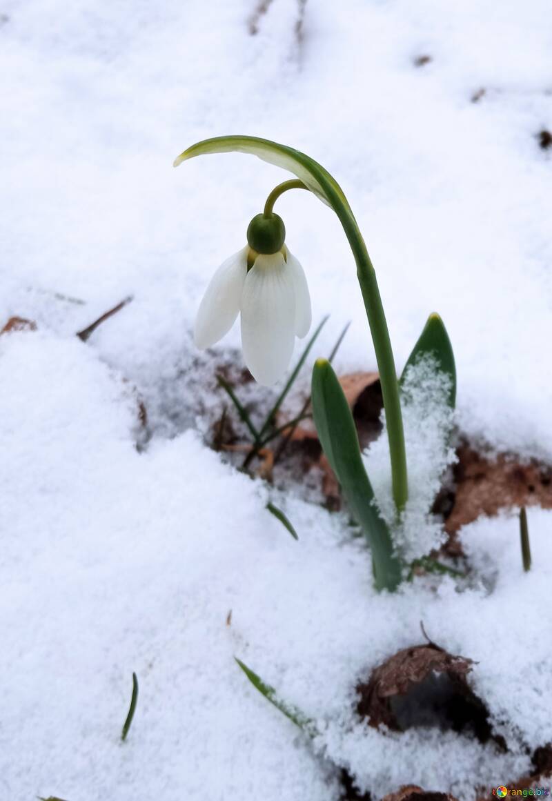 Flor de primavera sob a neve №56724