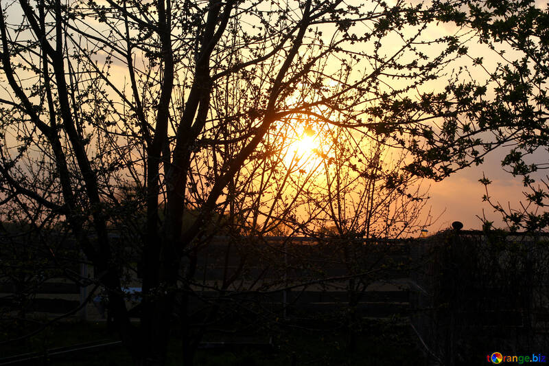 Árboles sol puesta de sol №56098
