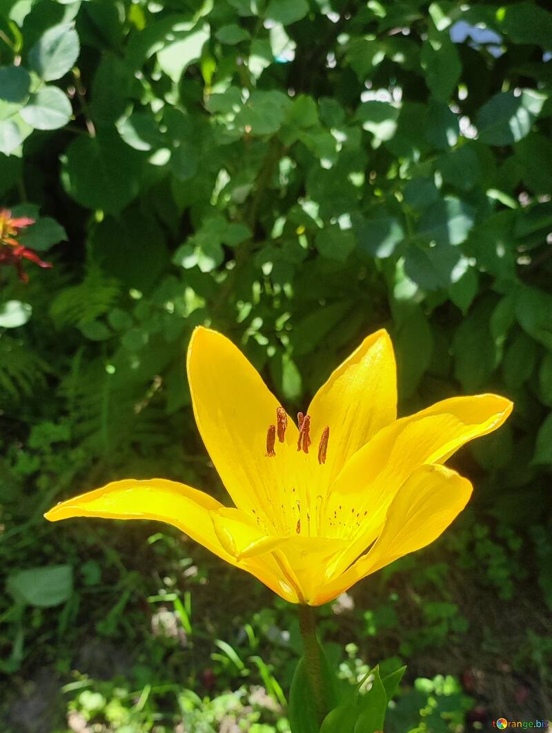 Fond vertical avec lys jaune  №56736