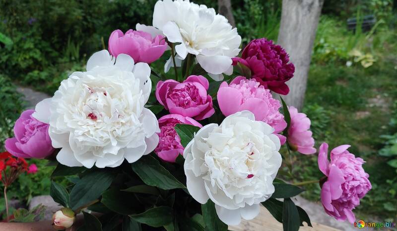 Lebendiger Pfingstrosenstrauß mit weißen und rosa Blüten in einem üppigen Garten №56762