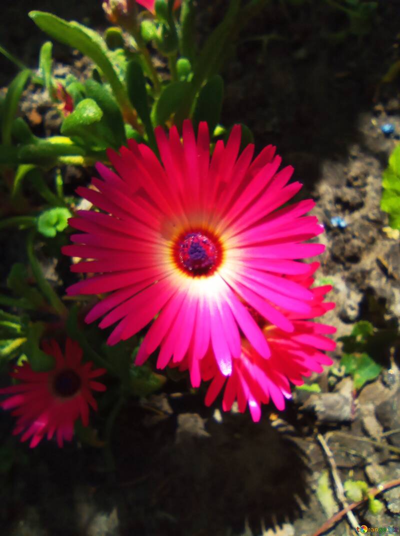 Fiore rosa vibrante con petali radiosi in un ambiente da giardino №56550