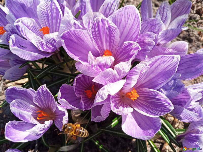 Vibrant Purple Crocus Flowers with Bee in Spring Garden №56492