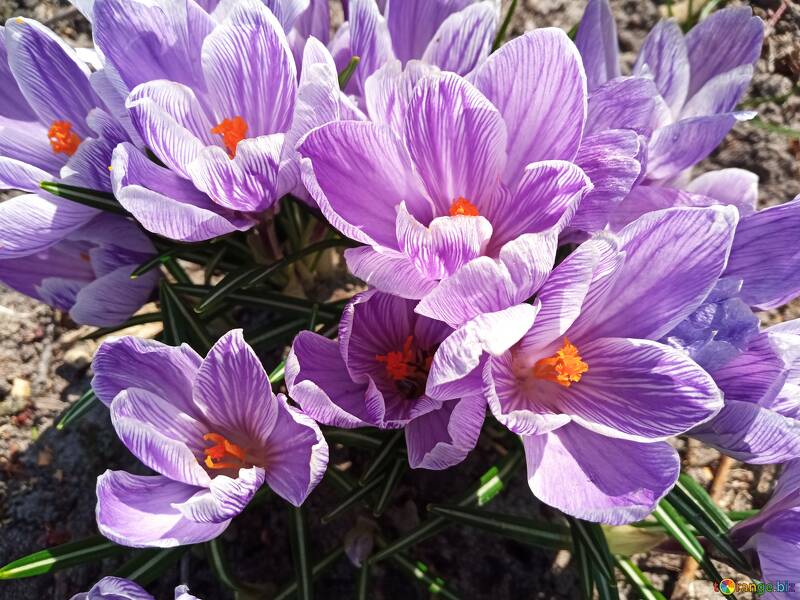 Vibrantes flores de azafrán de color púrpura en flor bajo un cielo soleado №56493