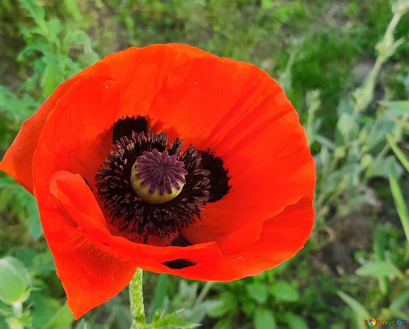 Vibrant Red Poppy Flower in Natural Green Background №56745