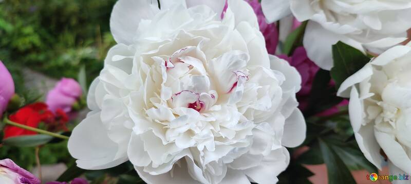 Fleurs de pivoines blanches №56758