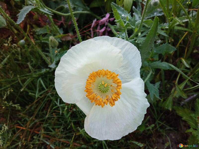 White poppy  №56569