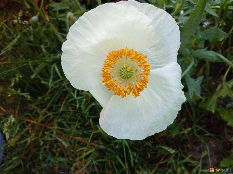 Квітка мак білого кольору  №56568