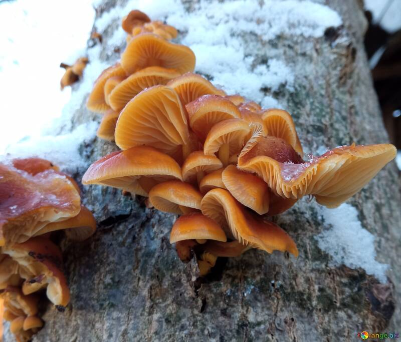 Winter mushrooms №56658