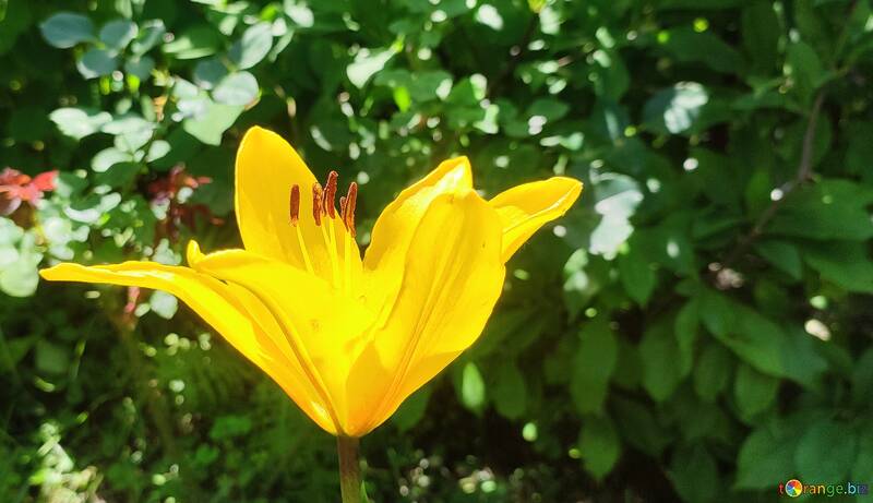 背景に黄色のユリの花 №56739