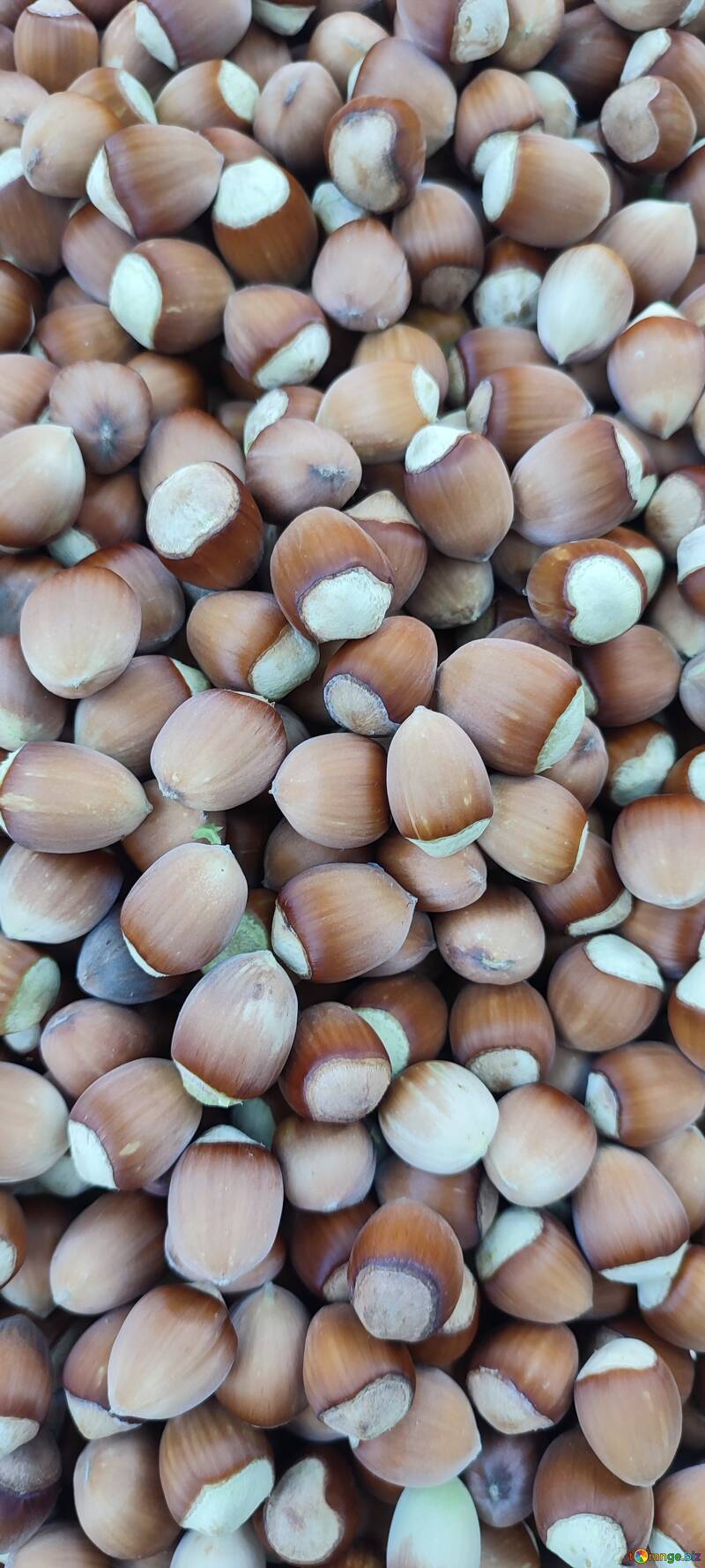 Close-Up of Shelled Hazelnuts - Healthy Nut Snack High in Nutrients №57093