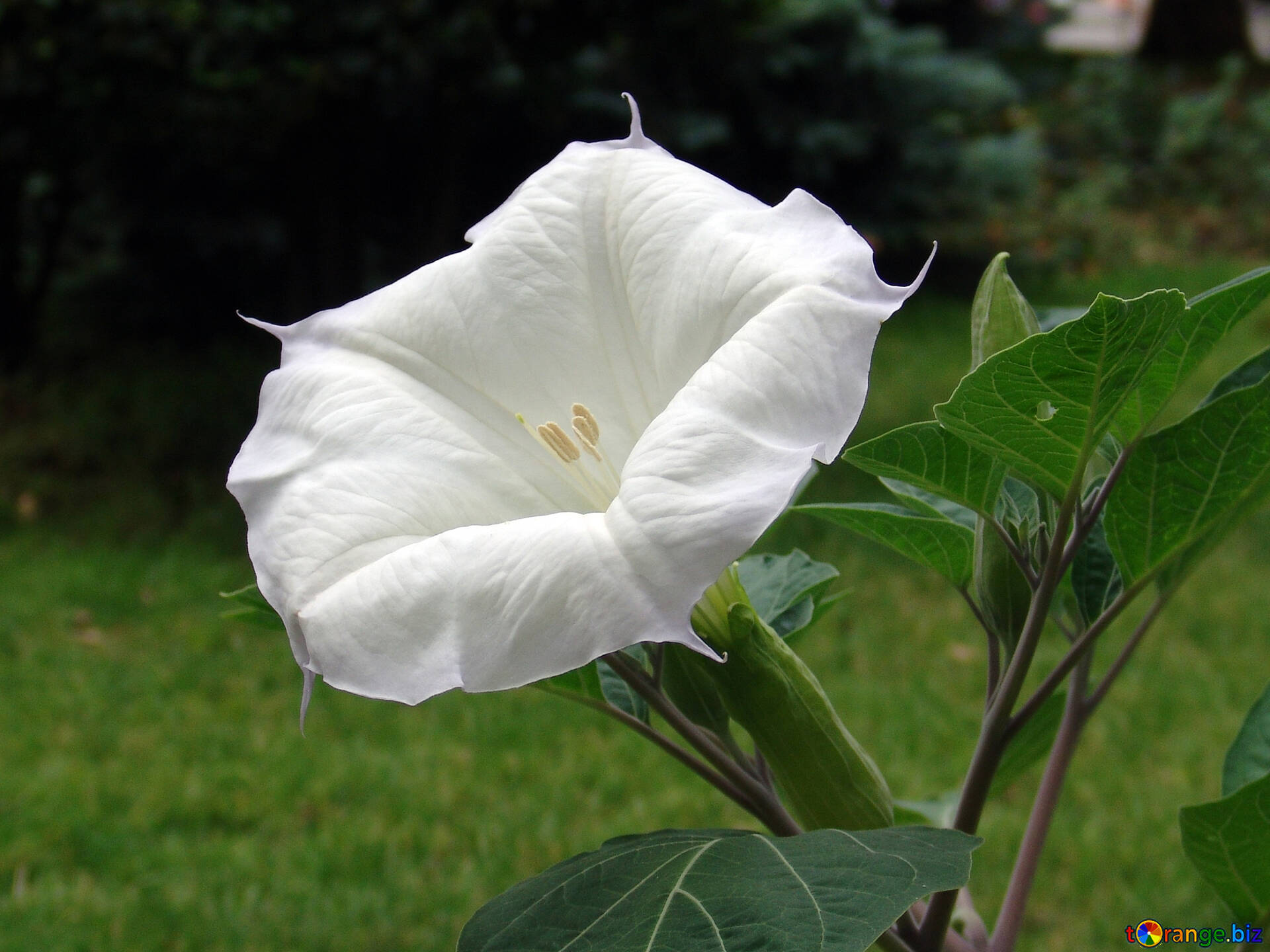 白い花 大きい 白い 花 チョウセンアサガオ属 花 6970