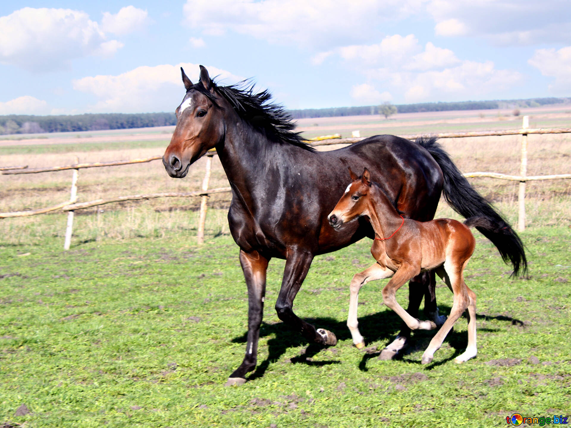 Лошадку жизнь. Казахская порода лошадей Джабе. Мугалжарская порода лошадей. Казахская порода лошадей. Кустанайская порода лошадей.